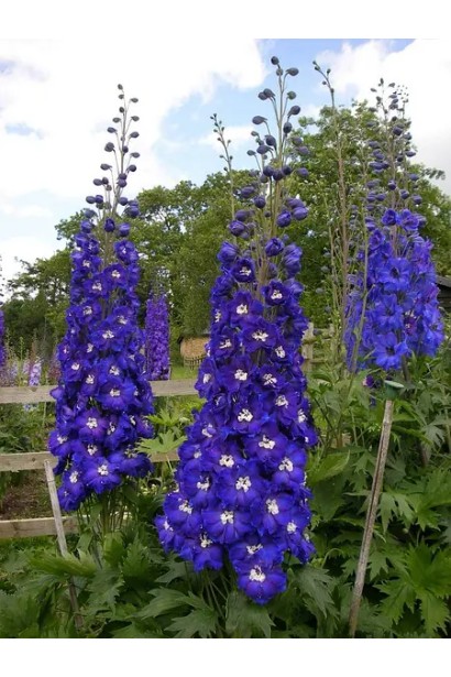 Кущ дельфініуму в саду на піку цвітіння